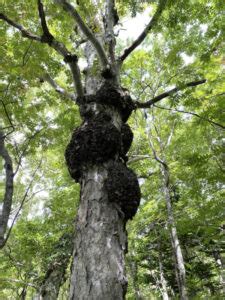 樹木枯萎原因|木も病気になる⁉︎見逃さないで、枝・幹に出ている。